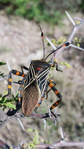 Thasus gigas