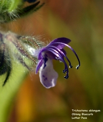Trichostema oblongum
