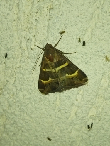 Photo of The Geometrician (Grammodes stolida)