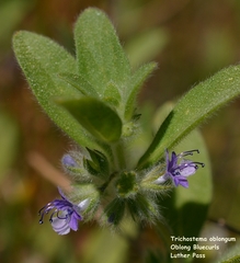 Trichostema oblongum