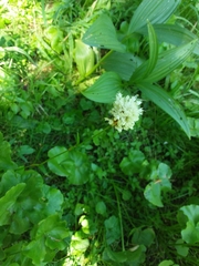 Bistorta bistortoides