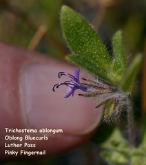 Trichostema oblongum