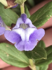 Scutellaria brittonii