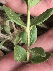 Scutellaria brittonii