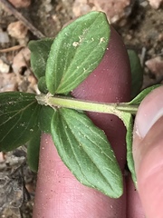 Scutellaria brittonii