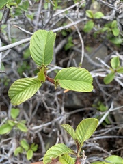 Frangula rubra