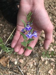 Scutellaria brittonii