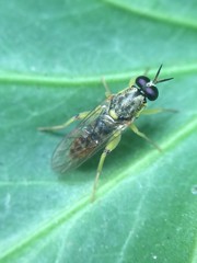 Solva pallipes