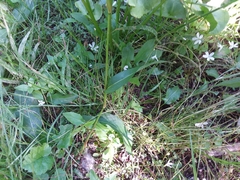 Bistorta bistortoides