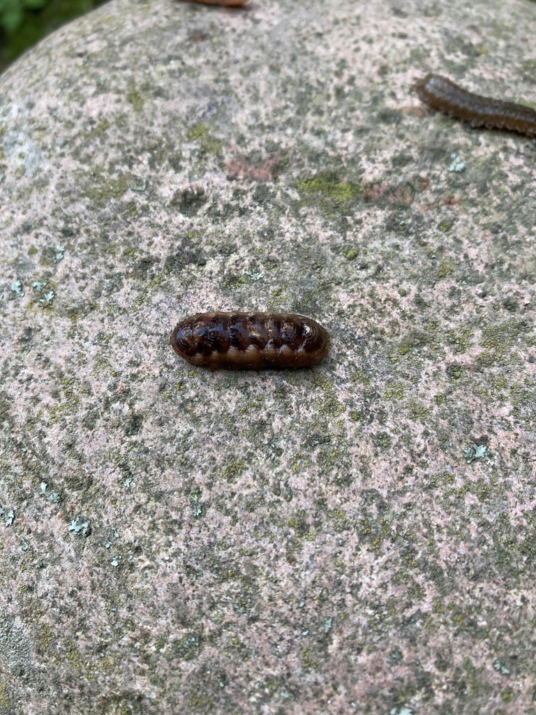 Deshayesiella curvata