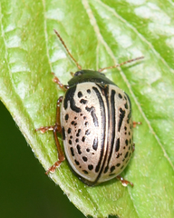 Calligrapha philadelphica