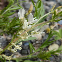 Astragalus tenellus
