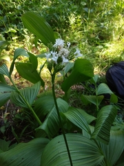 Valeriana sitchensis