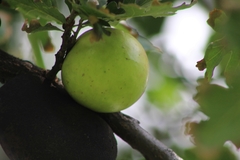 Andricus quercuscalifornicus