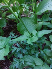 Valeriana sitchensis