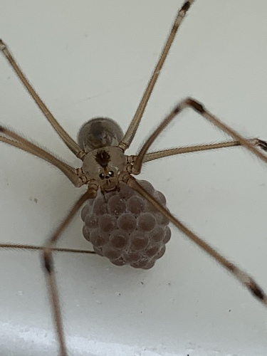 Long-bodied cellar spider