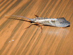 Nemotaulius hostilis