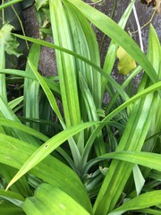 Pandanus amaryllifolius