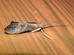 Nemotaulius hostilis