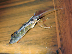 Nemotaulius hostilis