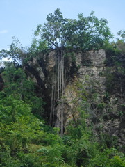 Clusia