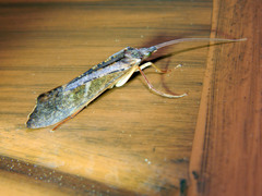 Nemotaulius hostilis