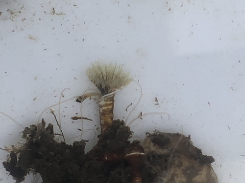 Australian Tubeworm