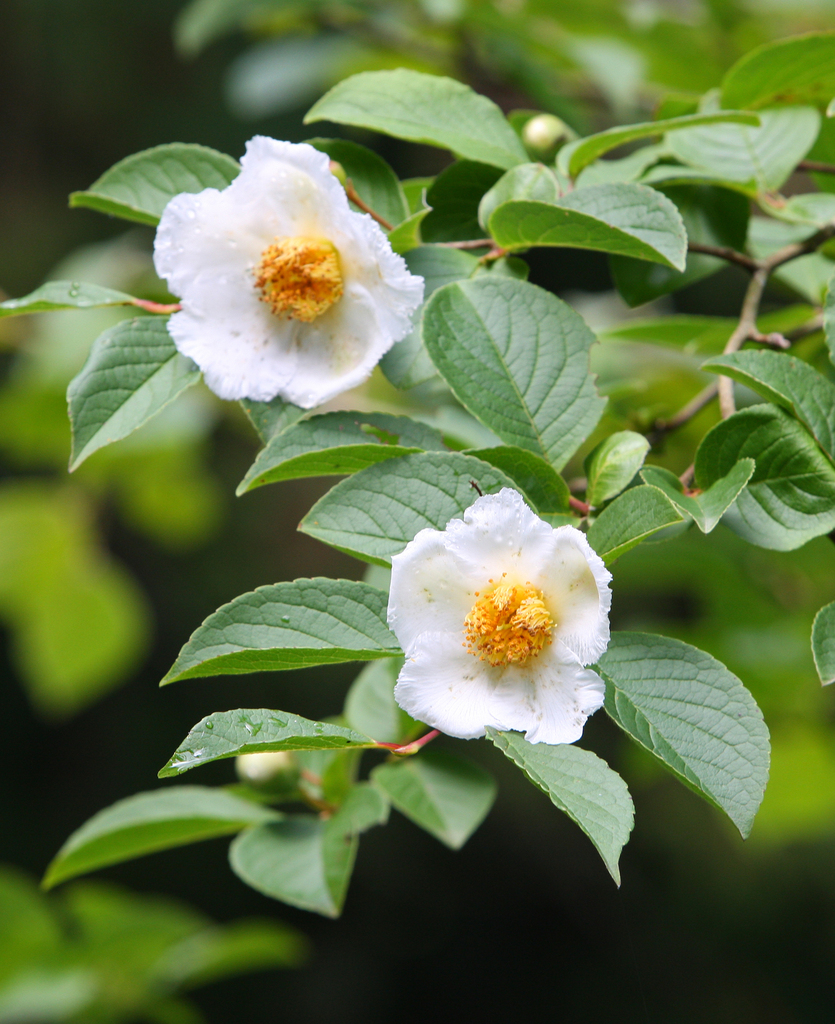 Japanese stewartia