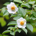 Japanese Stewartia - Photo (c) 空猫 T. N, some rights reserved (CC BY-NC), uploaded by 空猫 T. N