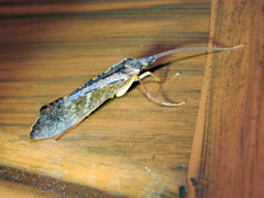 Nemotaulius hostilis