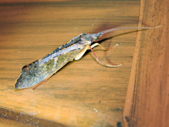 Nemotaulius hostilis