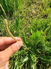 Plantago eriopoda
