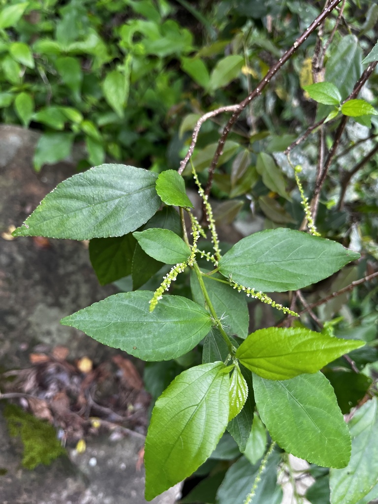 Acalypha matsudae; photograph 黃美滿, CC BY, iNaturalist via GBIF