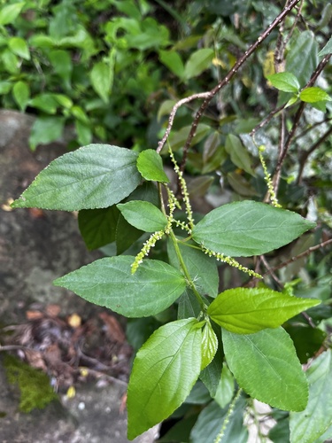 Acalypha matsudae