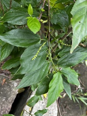 黃美滿, CC BY, iNaturalist via GBIF Acalypha matsudae, photograph 黃美滿, CC BY, iNaturalist via GBIF