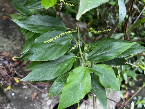 Acalypha matsudae, photograph 2