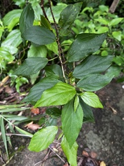 Acalypha matsudae, photograph 黃美滿, CC BY, iNaturalist via GBIF