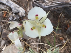 Calochortus eurycarpus