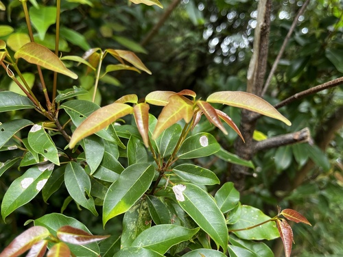 Acer albopurpurascens (Acer albopurpurascens)