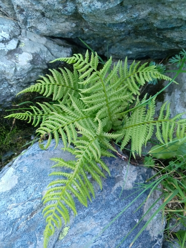 Image of Athyrium distentifolium by (c) Maria Kohanovskaya, some rights reserved (CC BY)