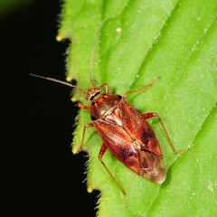 Lygus rubroclarus