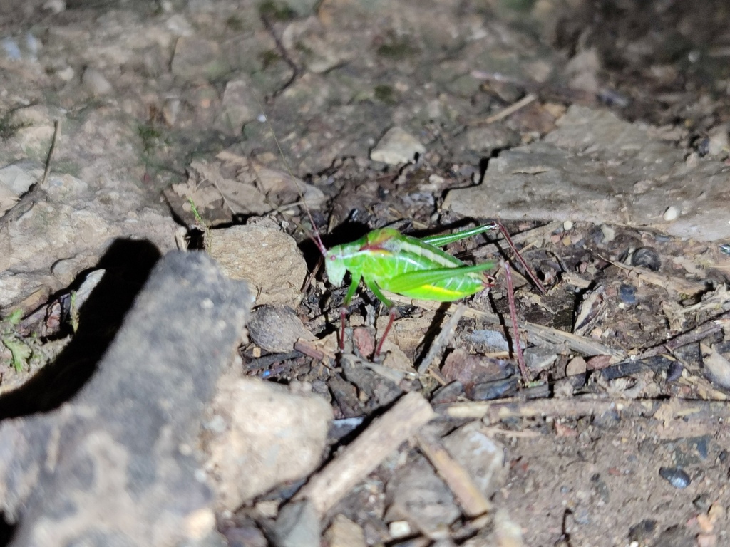 Isophya caspica