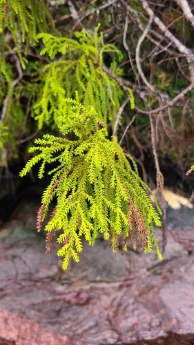 Yellow silver pine (Lepidothamnus intermedius)