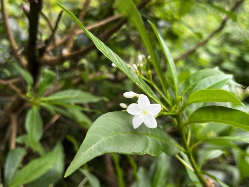 Image of Rauvolfia verticillata by (c) 黃美滿, some rights reserved (CC BY)