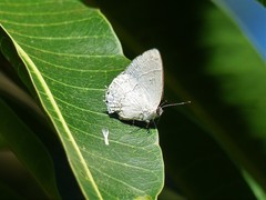 Symbiopsis lenitas