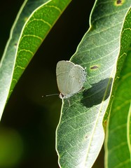 Symbiopsis lenitas