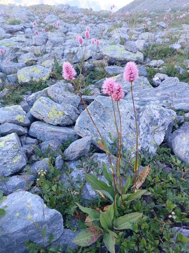 Image of Bistorta Carnea (Bistorta carnea) by (c) Maria Kohanovskaya, some rights reserved (CC BY)