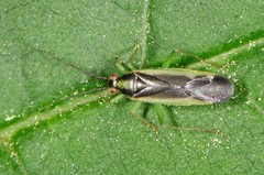 Orthotylus