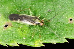 Orthotylus
