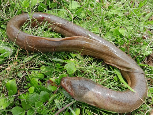 Bengal eel (Ophisternon bengalense) — Synbranchidae — 2